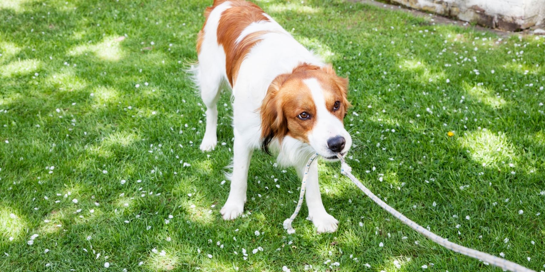 Rules for Playing Tug with Your Dog