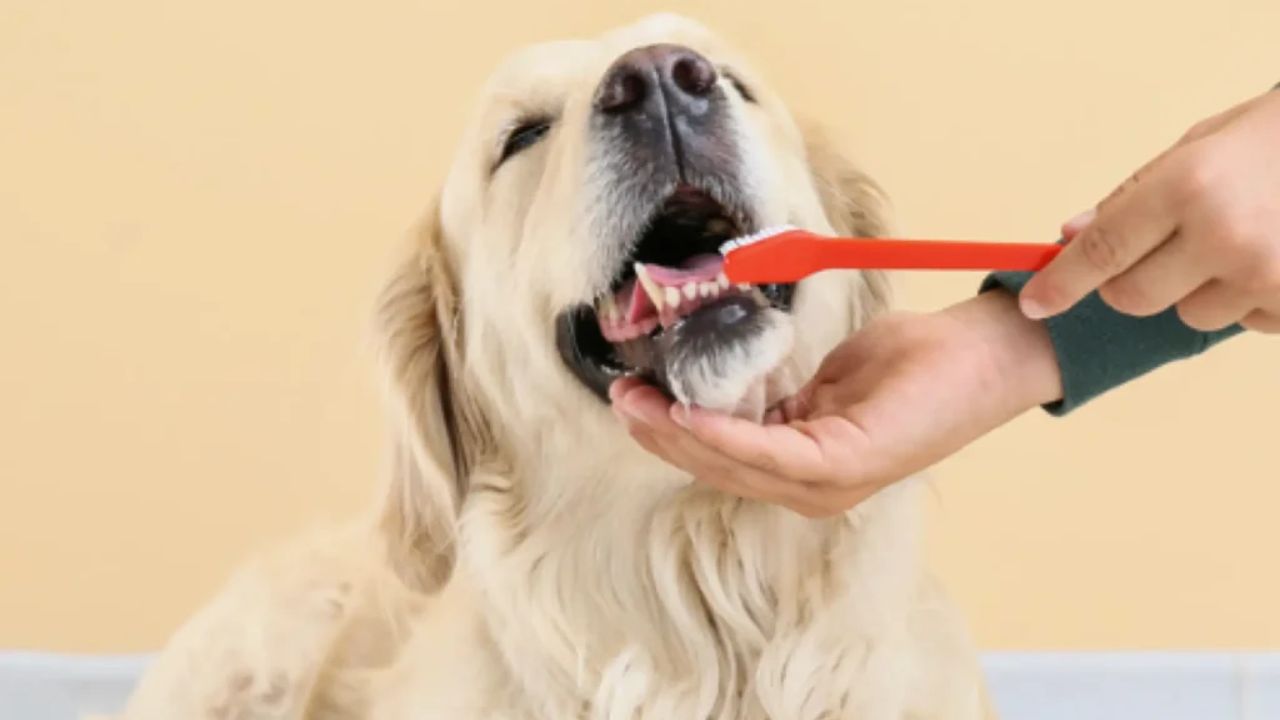 Tips for Choosing the Best Pet Toothpaste Manufacturer